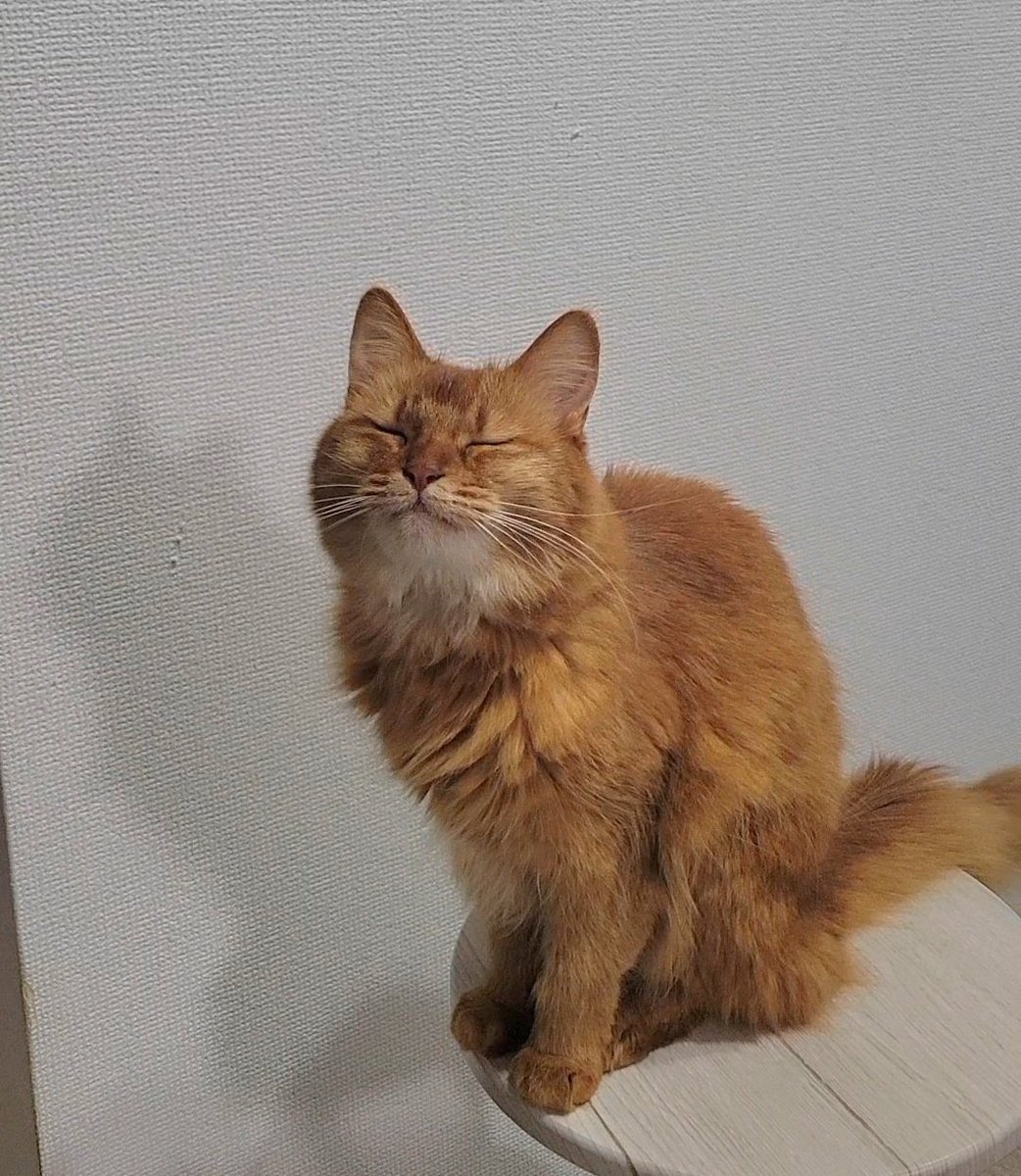 🐱さっき食べたご飯の味を思い出している……😋