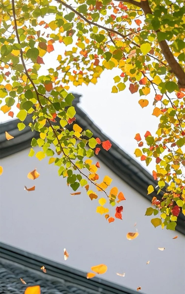 aishuzhan's tweet image. 江南的秋天，都藏在这一片乌桕叶里！