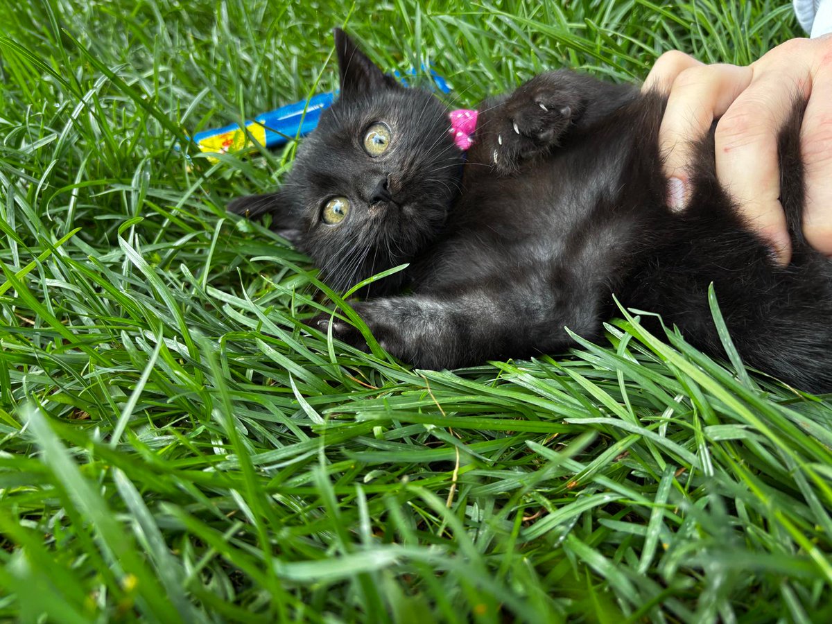 Klinikte ablalar hava güzel olunca Ekim'i bahçeye çıkartmış..Şunun güzelliğine bakın lütfen..Bahçeden biri gelip çalmadan onun yeni yuvası olmak istemez misiniz?🙂 Bursa'dayız..