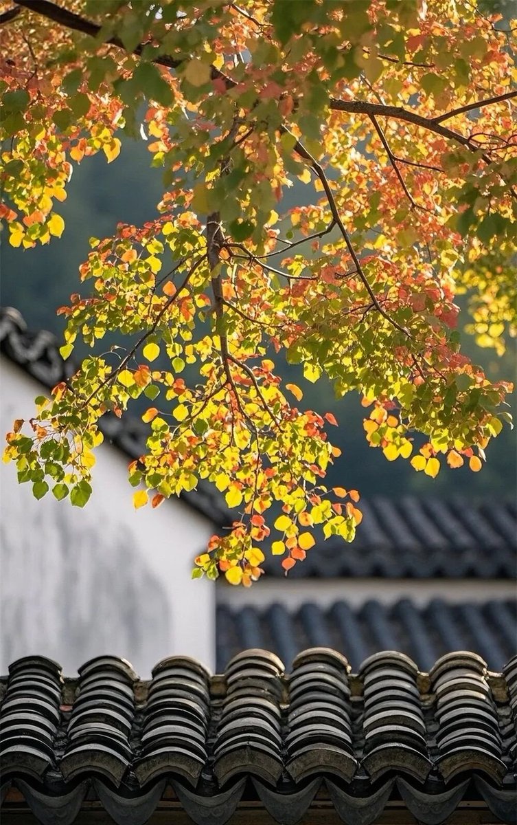 aishuzhan's tweet image. 江南的秋天，都藏在这一片乌桕叶里！