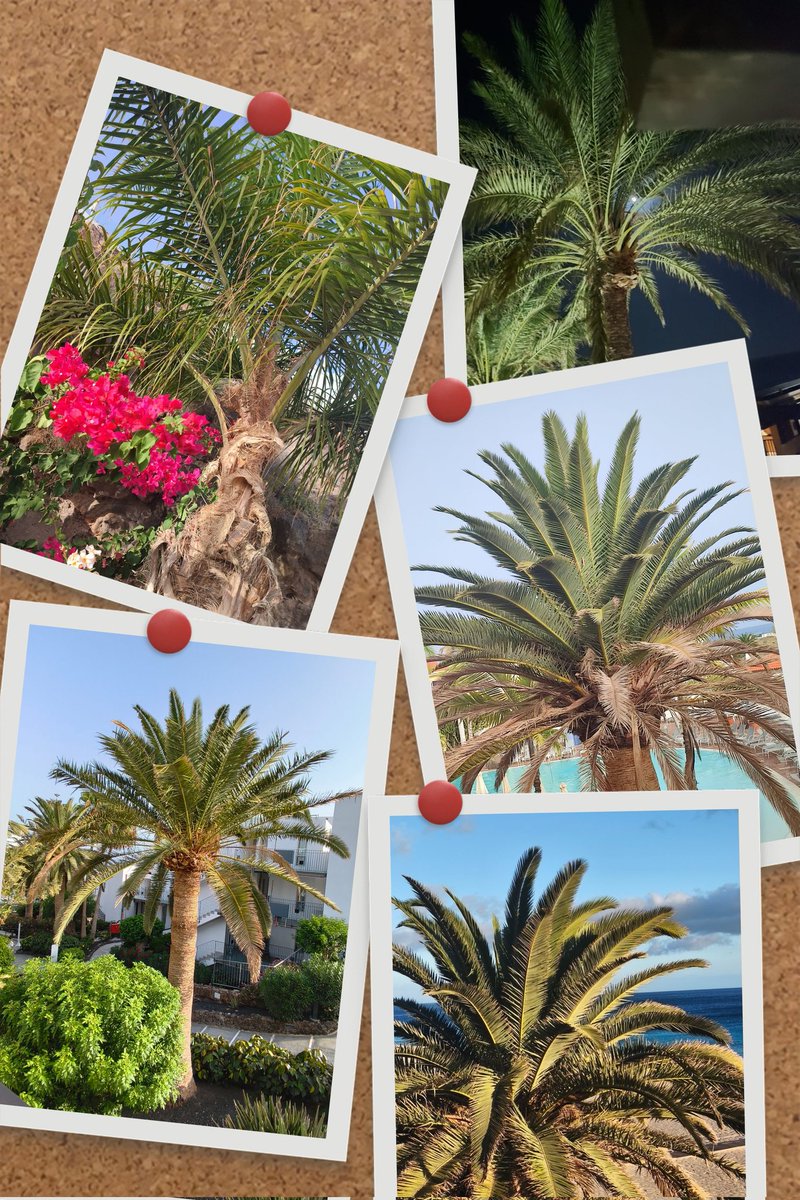LionelDevillers's tweet image. #Fuerteventura #Morrojable 👍🏻💓