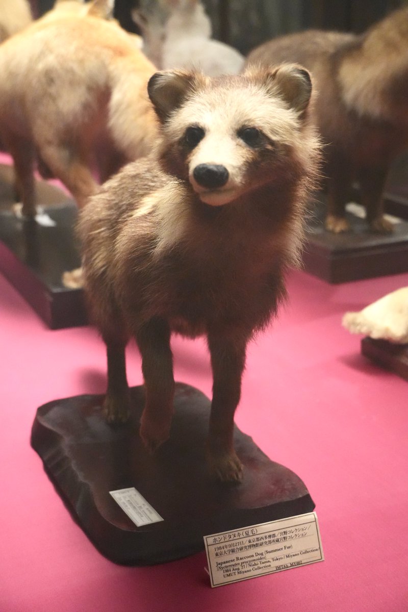 狸の剥製 当館にはタヌキの剥製が3頭います。実は女の子の美形たぬき（冬毛