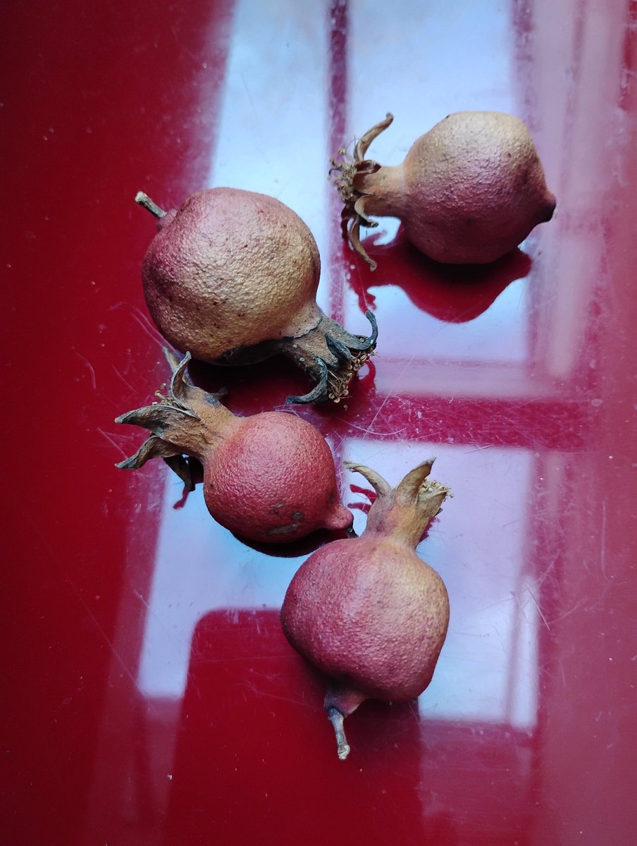 AlbetaV's tweet image. Granátové jablíčka z mé zahrady
Nepoživatelné