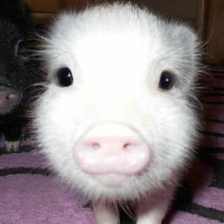 🐶🐷 (@puppigsaurus) on Twitter photo 