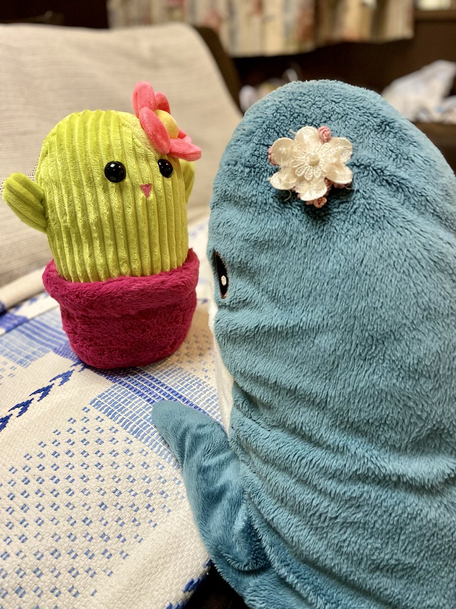 same_nichijou's tweet image. ゲームセンターのプライズでお迎えした
“サボるん”🌵お花つけて可愛いし、
名前もだけどなんとなく似てる？
 さめるん「なんかキャラ被ってない⁉️」
#IKEAのサメ