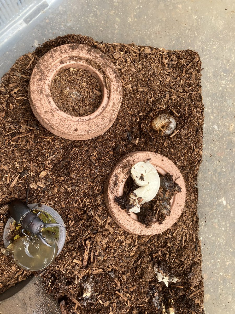 カブトムシのメス四匹とノコのオス一匹飼ってたら謎に幼虫が産まれた。