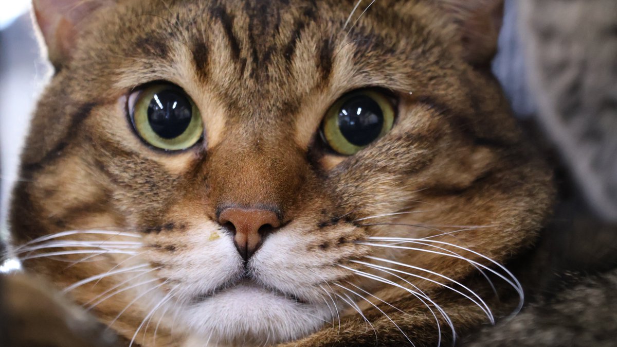 nyantamach222's tweet image. 抱っこしたら腰が抜けたｗ　それでも愛してる

第２回デカい猫同窓会開催します

小さかったあの頃を、もう思い出せない

あれから何年たっただろう？今や面影なし

そんな“ふかふかデカ猫”たちの写真、お待ちしてます💕