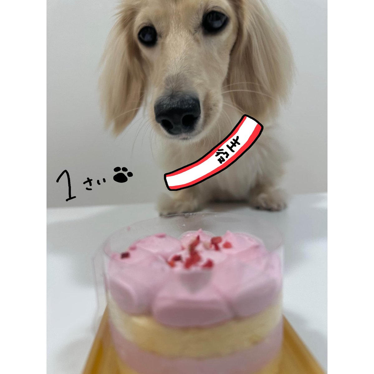 いぬ好き(ง ᵕωᵕ)ว♪ 涼月すい👻💤 on X