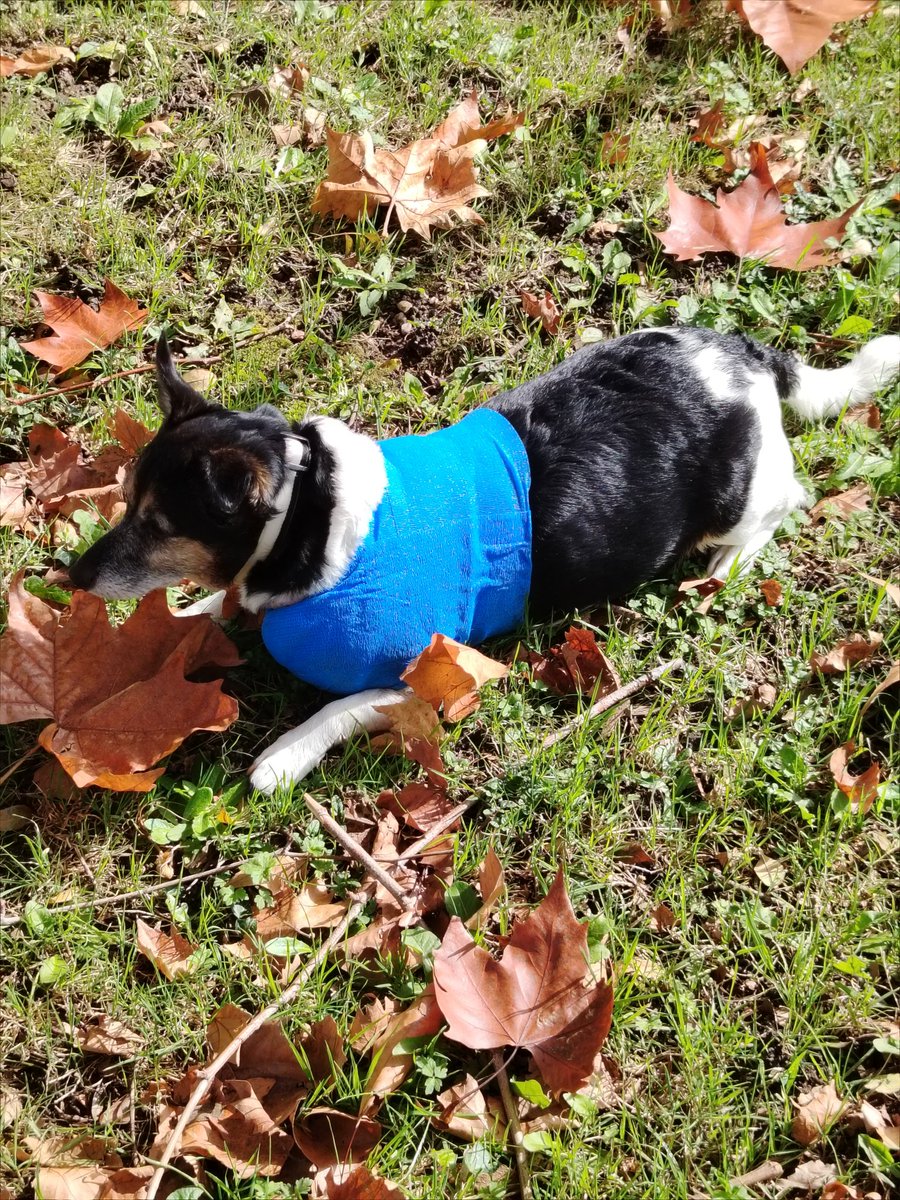 INFo🚨 Je suis extrêmement content les progrès sont fulgurants !! Ce matin le père Junior 🐶a descendu les escaliers tout seul ! 😲Là je voulais faire juste un petit tour pour y aller progressivement et monsieur a voulu faire un grand tour ! Nous faisons des pauses ! Top cool !