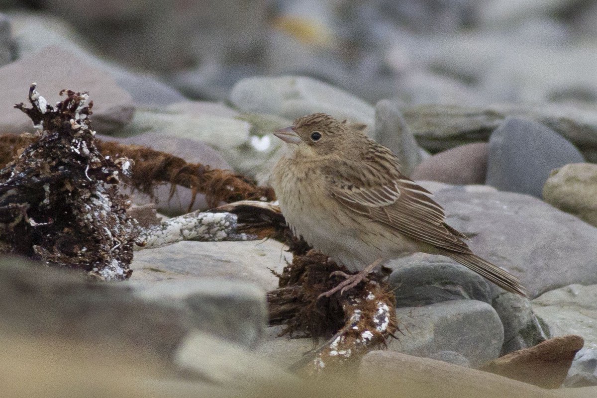 Maddy Hine tweet media