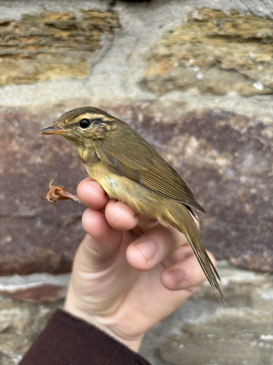 Maddy Hine tweet media