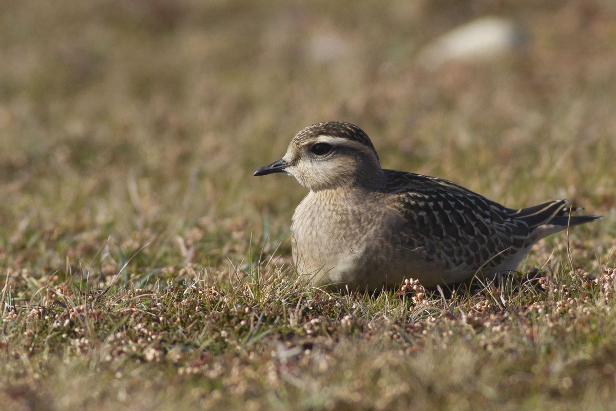 Maddy Hine tweet media