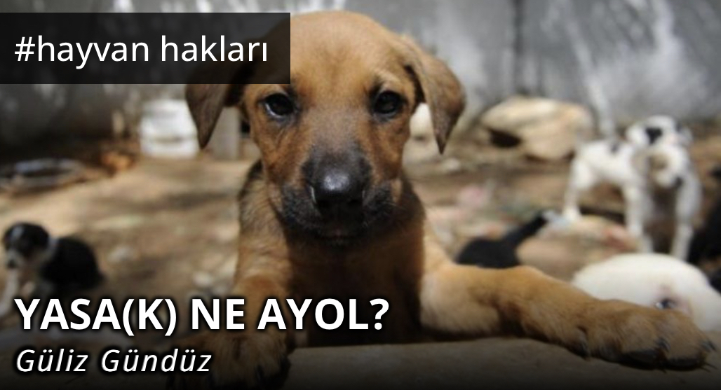 Osiyo kelin porno Stefani Lazytownning porno fotosuratlari