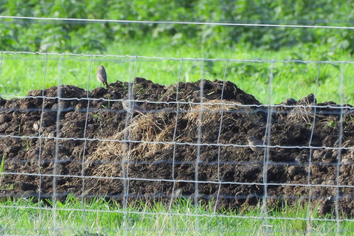 Four Black Redstarts around the local farm this morning. <a href="/SelseyBirder/">Selsey Birder</a>