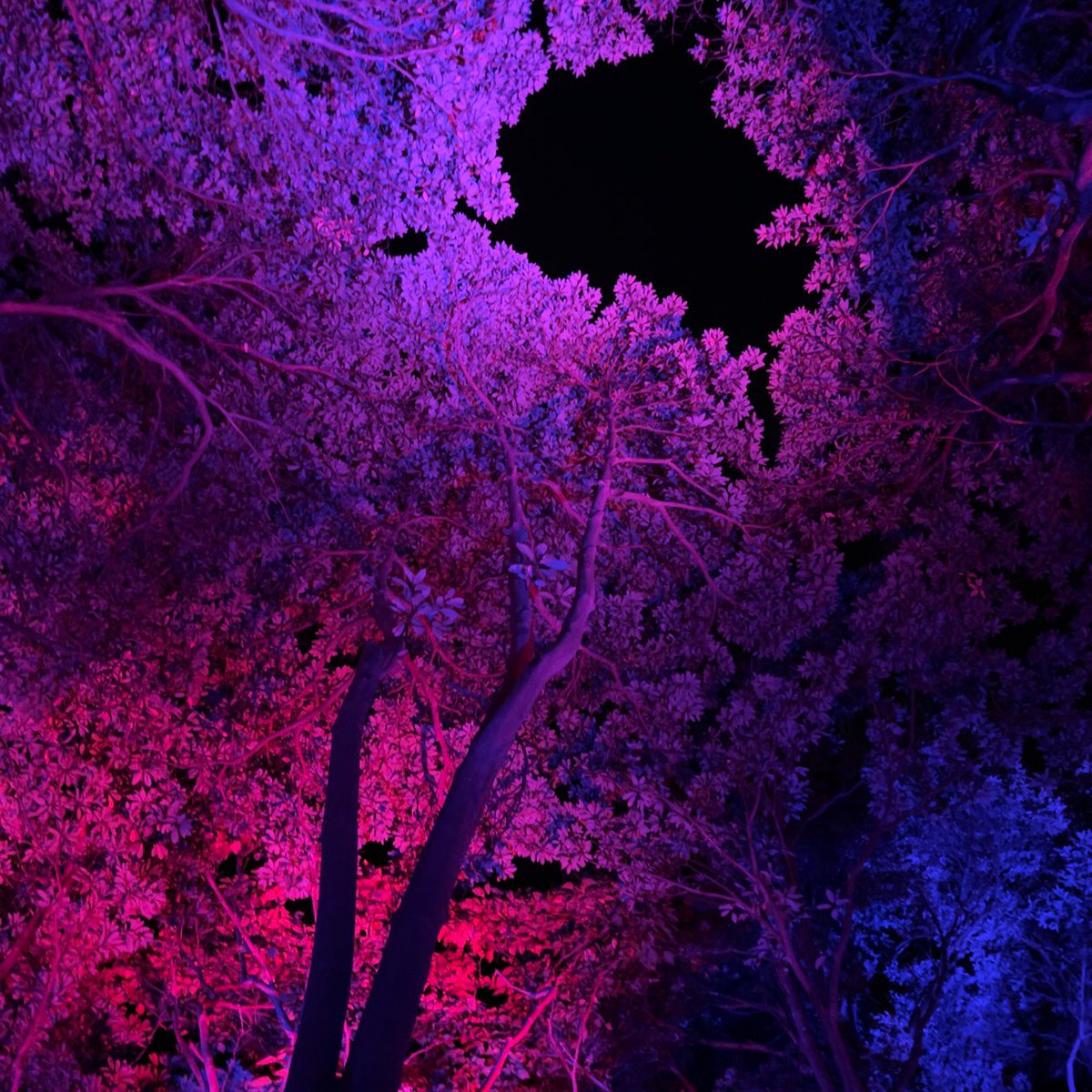 五浦のチームラボに行ってきました。
幻想的でとってもすてきだった。