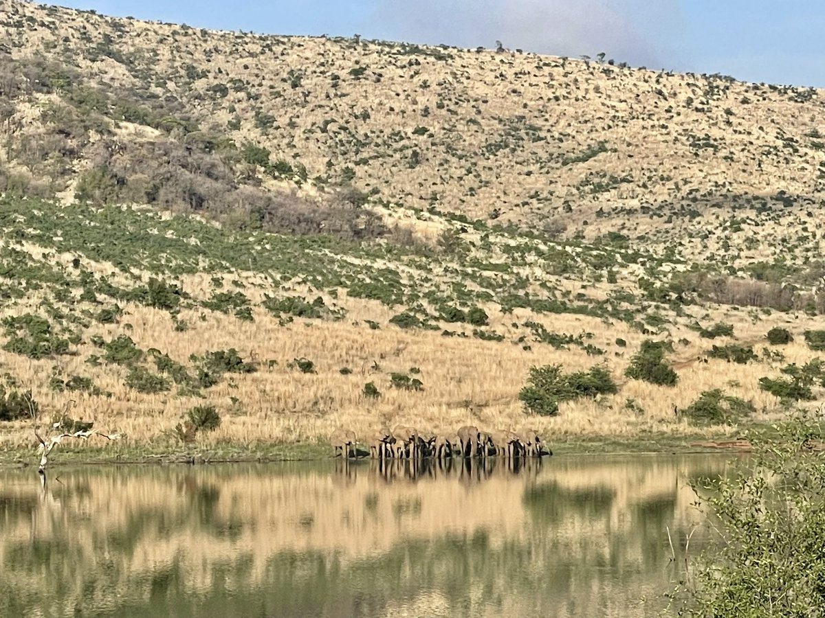 Loxodonta Africana. 
We have a rich landscape, which our Southern African herb ingredients evoke. Privileged.
