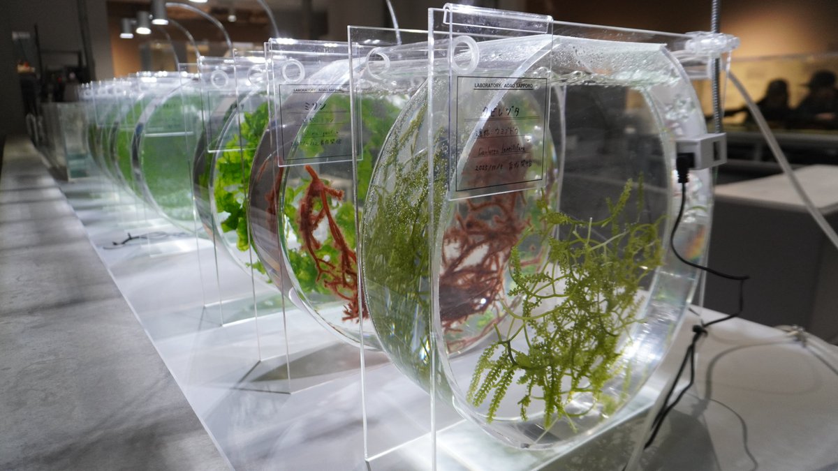 AOAO SAPPORO（アオアオ サッポロ） (@aoao_sapporo) / Highlights / X