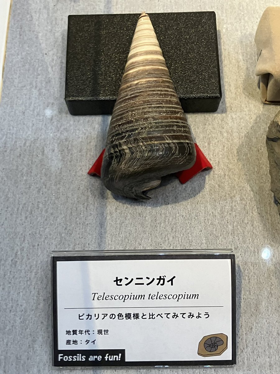 中身が結晶化した貝の化石 なべ on X