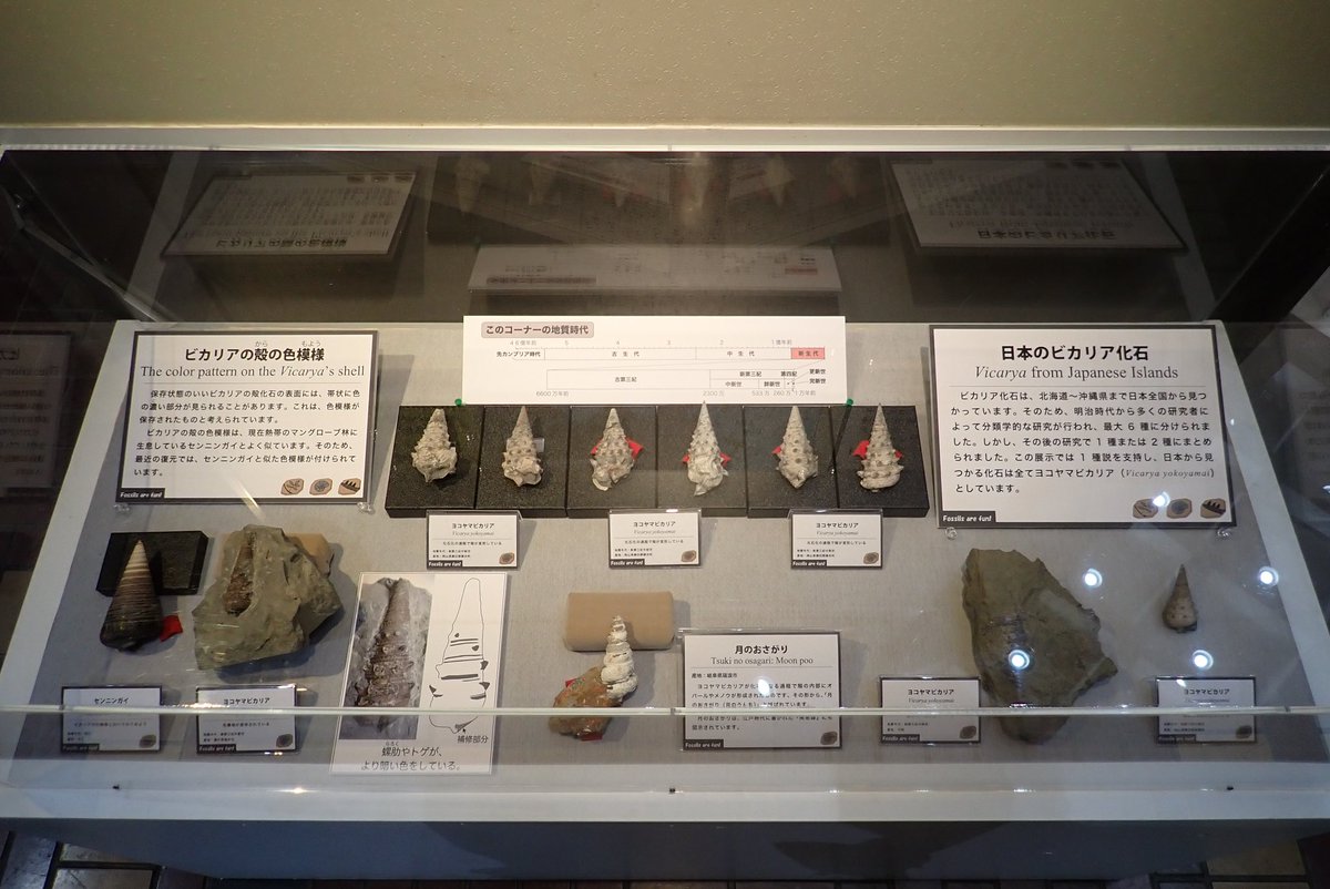 中身が結晶化した貝の化石 なべ on X