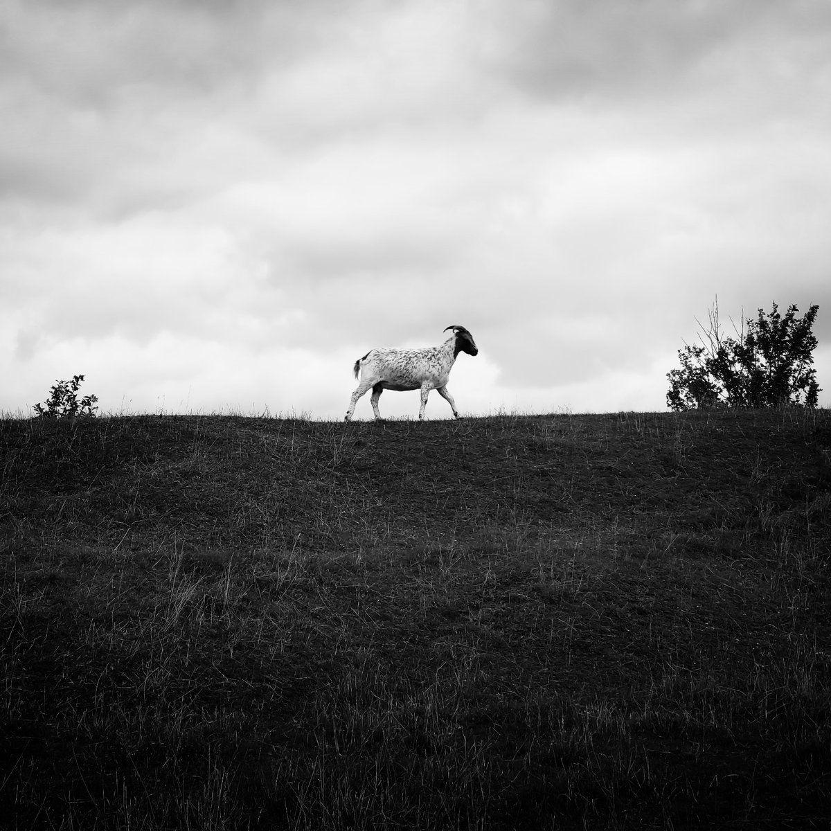 _michaelhartley's tweet image. Good Morning 🐐

G.O.A.T.