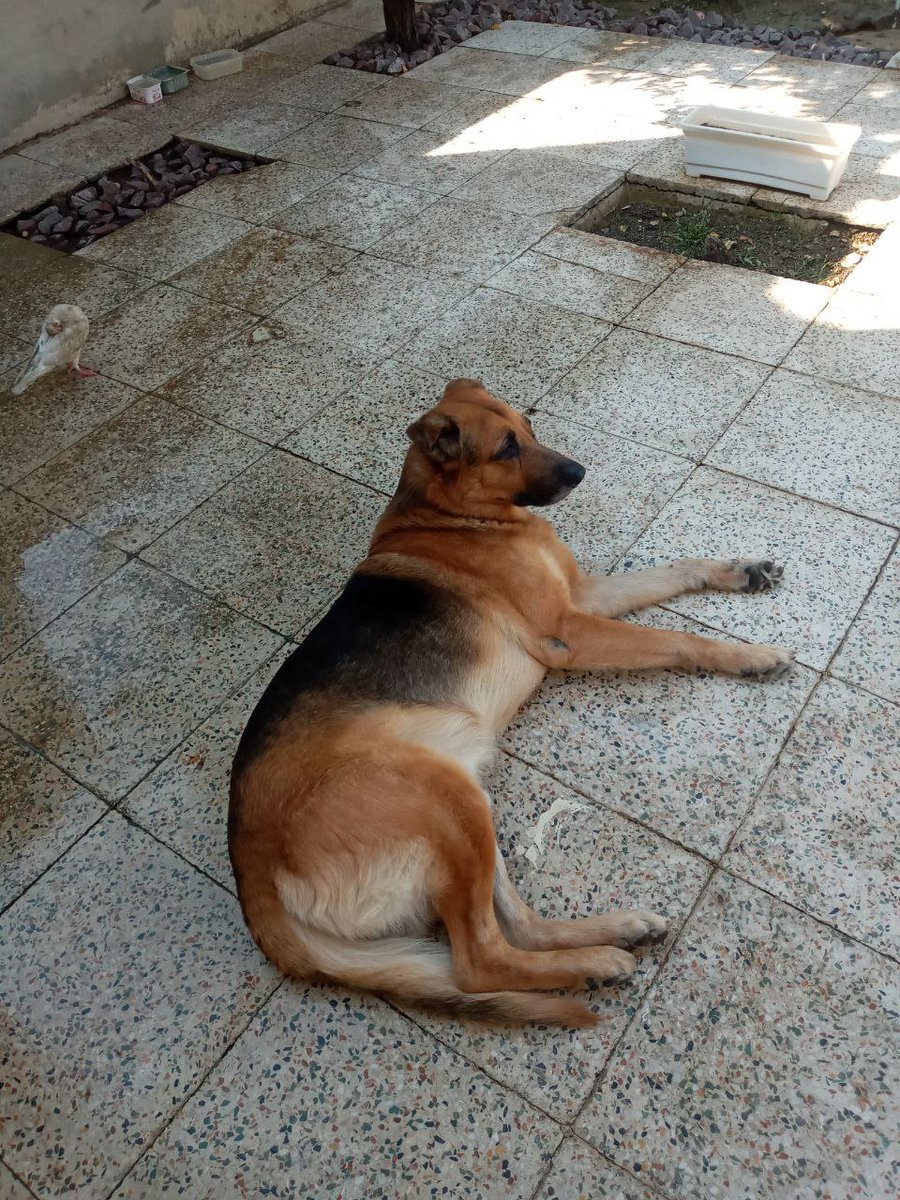 SepideRahimizee's tweet image. هفتاد و شش روز که این قد و بالا رفته زیر خاک 😭😭پسرم ننه جانم من بی تو حالم خوش نیست. زندم ولی زندگی نمیکنم. الکس😭😭 خیلی دلم تنگه برات 
#دلتنگ #غمگین #تنهایی #درد