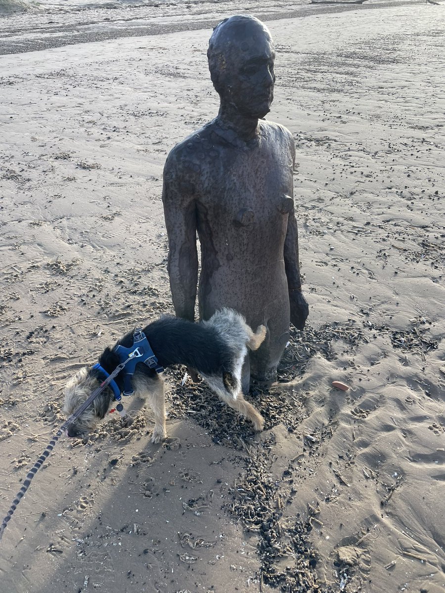 HomesChristineH's tweet image. We’ve been to the beach pals, but then we got a little overwhelmed on the way home… #Benedict #BTPosse @revdlouisjj #CrosbyBeach