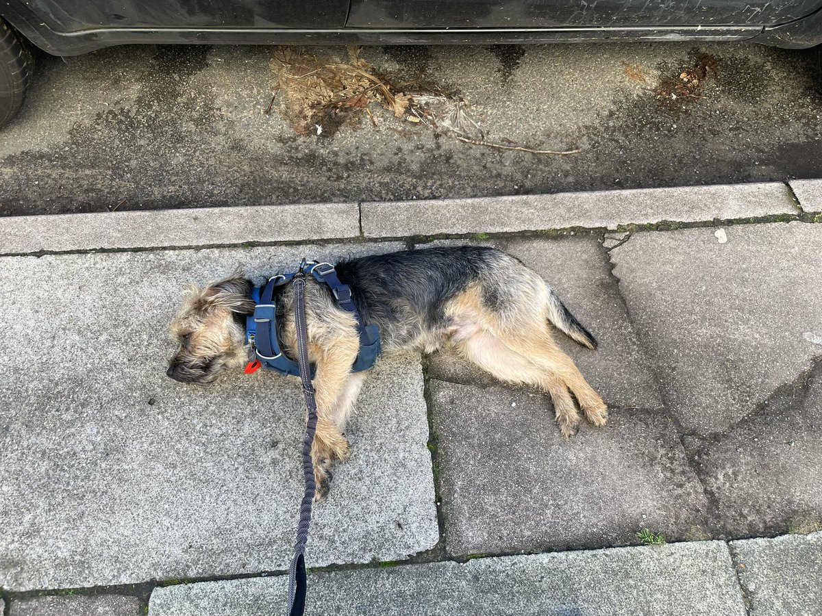 HomesChristineH's tweet image. We’ve been to the beach pals, but then we got a little overwhelmed on the way home… #Benedict #BTPosse @revdlouisjj #CrosbyBeach