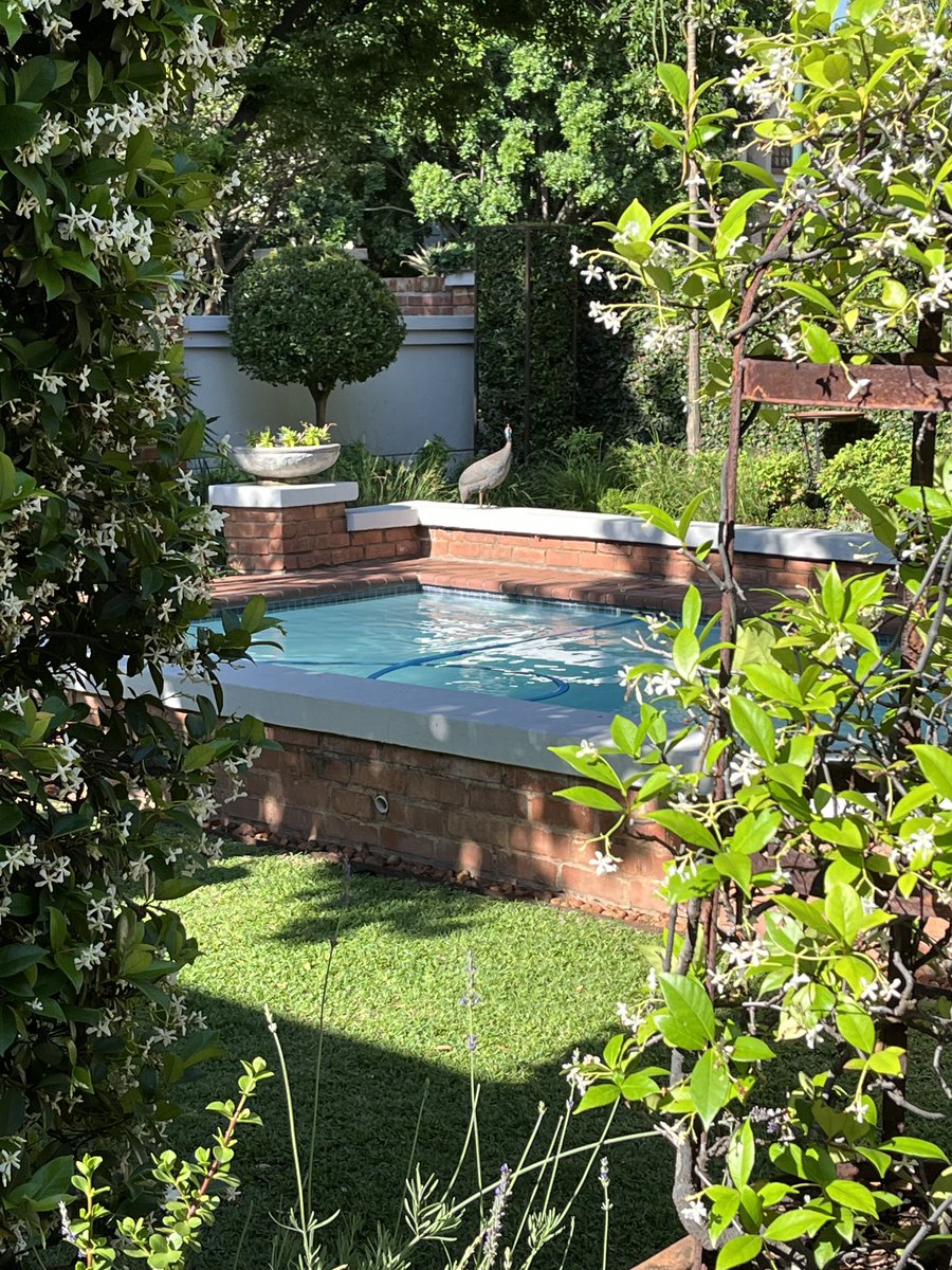 robvs69's tweet image. Our garden….#greatful