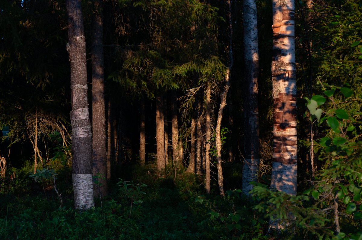 A look into the forest, as the sun sats and the last golden rays come in almost vertical to the ground.

Wonderful memories from a roadtrip we took through Sweden.