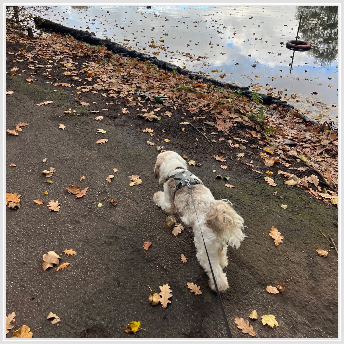 BOOSH_Dawson's tweet image. DOG WALKING &amp;amp; MUSIC 😃

Always find myself going back to one of the best debut albums around by @jaytennant_ 💥💥💥

BOOSH 🎶😎🐶
#DebutAlbums #DogWalking #saturdaymorning #Music