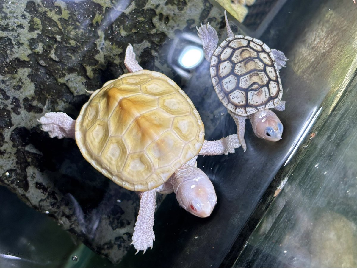 赤目と青目