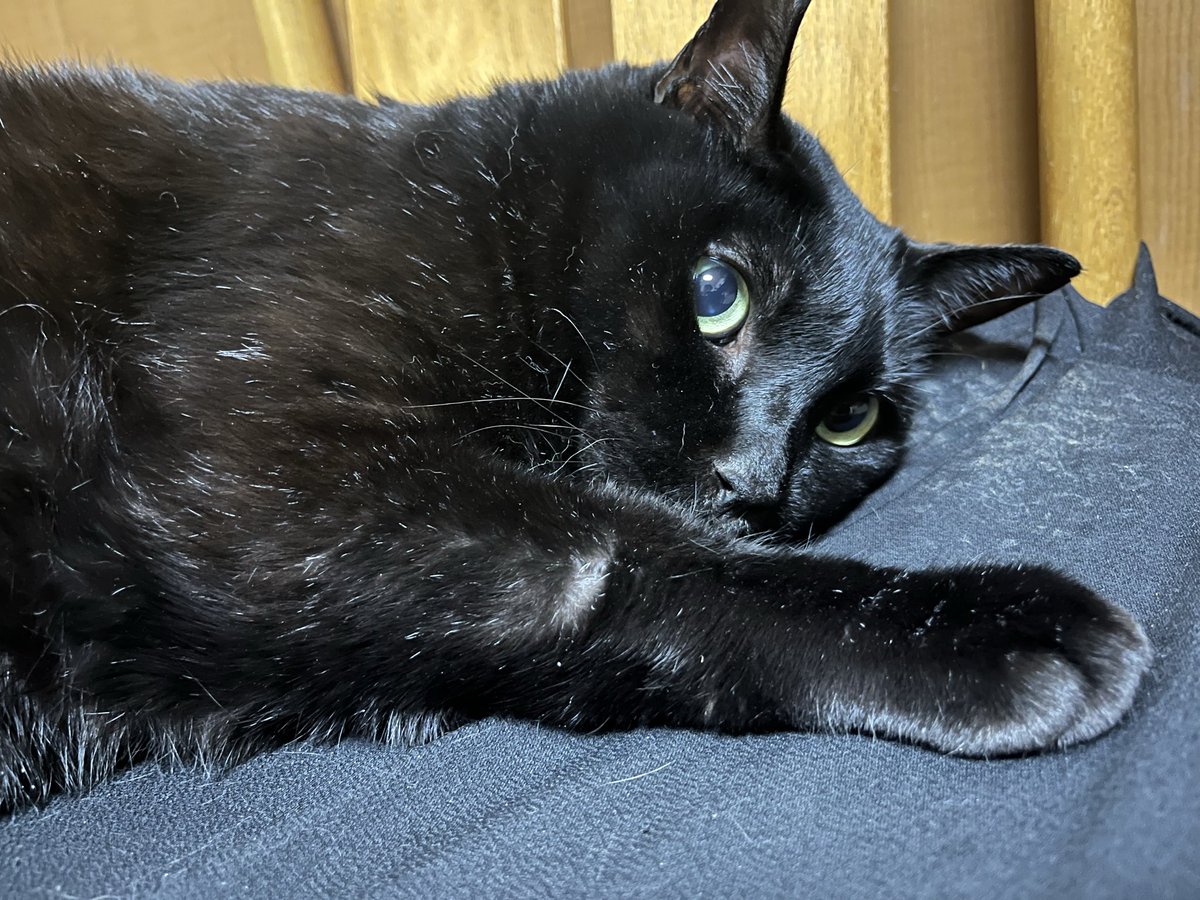 いっぬ様 いぬぬい🐶 コミティア 154南1F【つ05a】 on X