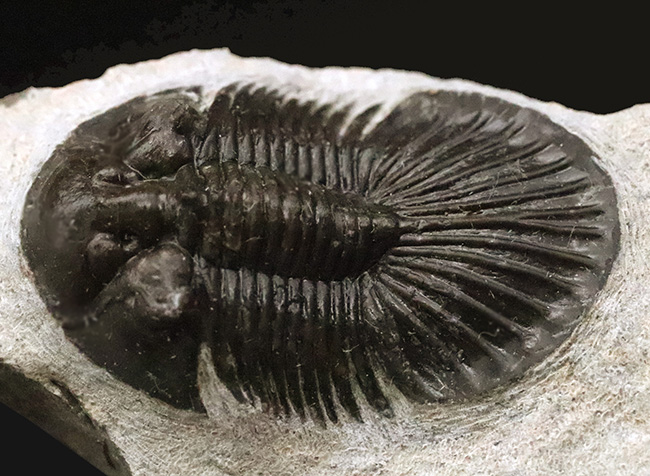 パラサイト隕石 Hassi el Biod 002 スライス ケース 証明書付き