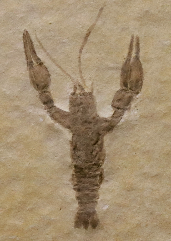 化石・鉱物・隕石販売の化石セブン on X