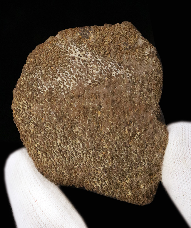 化石・鉱物・隕石販売の化石セブン (@kaseki7) / Posts / X