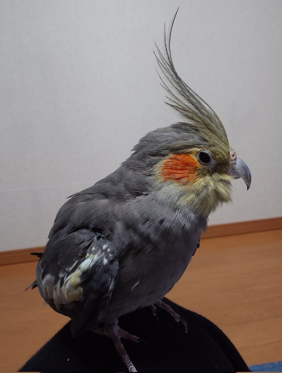 beermugi's tweet image. ぼのちゃん28歳です。
あくびがかわいいね。
正確なお誕生日はわからないのです。
28年前の11月に私と出会ってくれたので、毎年11月をお誕生月としています。
#オカメインコ　#28歳　#そばにいてくれてありがとう