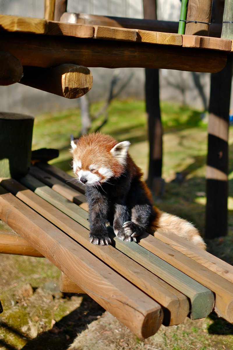 ☆こさる☆ on X