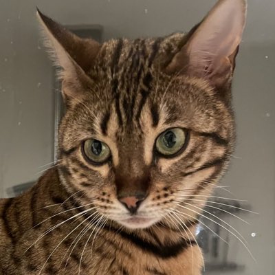 MissingPetsGB's tweet image. It&apos;s Amber&apos;s second birthday today and she is still not home where she belongs!!

We will keep going until she is found #bringAmberhome

All information is confidential!! Amber is very loved &amp;amp; she loves her home &amp;amp; her family. Please get in touch if you can help!! @AmberStole96898