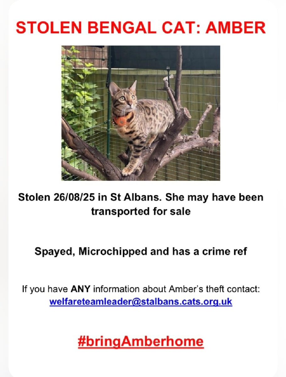 MissingPetsGB's tweet image. It&apos;s Amber&apos;s second birthday today and she is still not home where she belongs!!

We will keep going until she is found #bringAmberhome

All information is confidential!! Amber is very loved &amp;amp; she loves her home &amp;amp; her family. Please get in touch if you can help!! @AmberStole96898