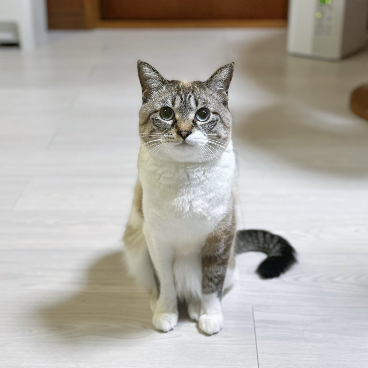 天使👼こめ (@0818kome) / Posts / X