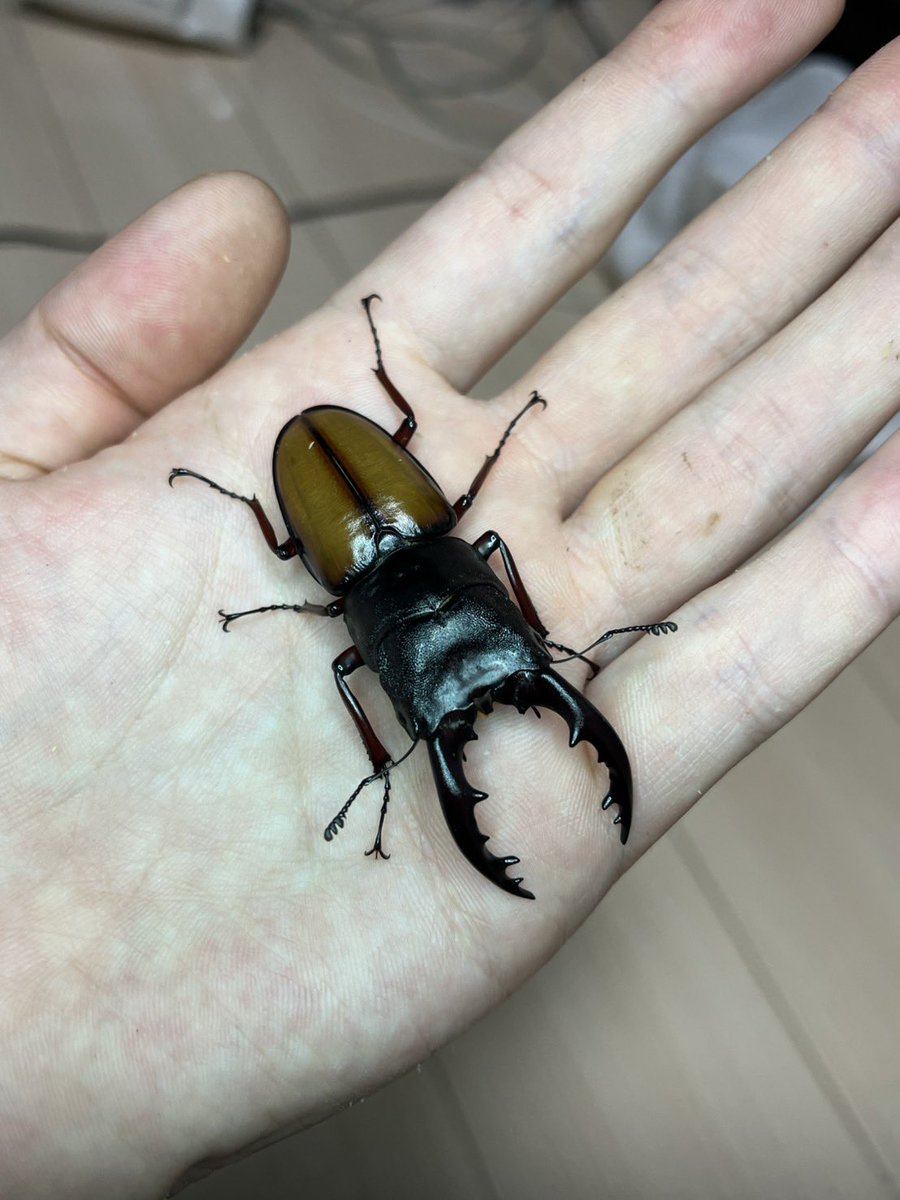 insectGJhouse's tweet photo. インディス宣伝

ぶりざえもん出品分

ヴァスデメロゾウカブト
レギウス(長歯)
インドアンテ
ウムハンギノコギリ

各種成虫ペアです https://t.co/frxQwQTJLH