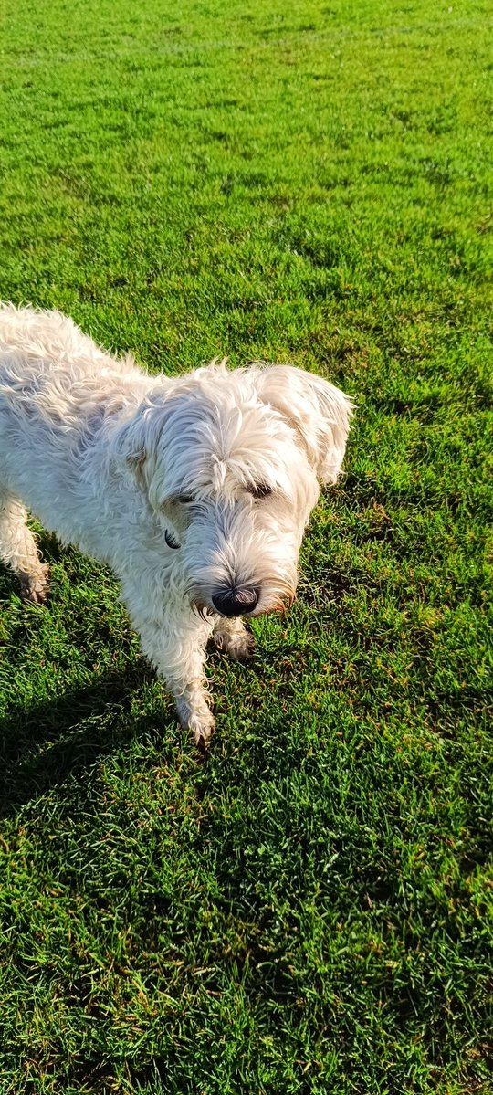 Fortnite companions are in real life now holy moly. That was fast #evolution