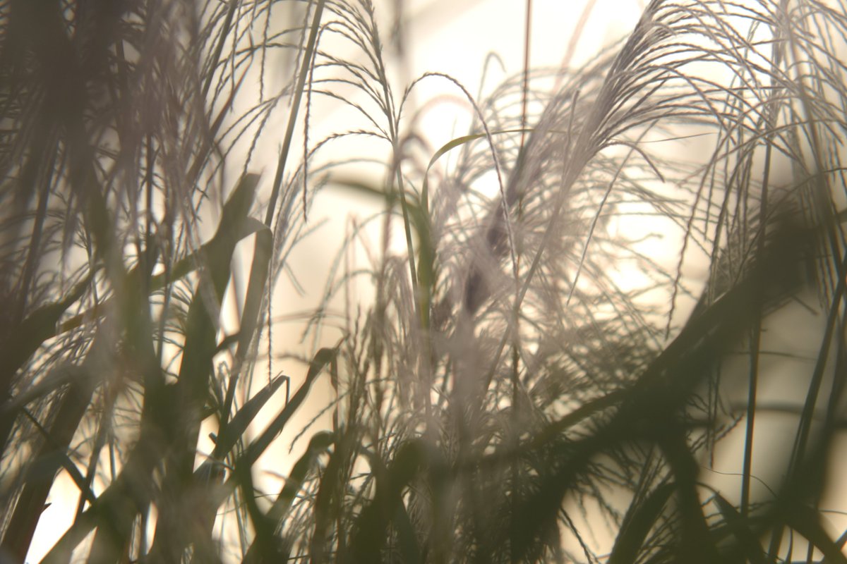 uraguchinyugaku's tweet photo. 2025.11/8 狭山公園 ススキ原っぱ ①
#ススキ #すすき (芒/薄)
#silvergrass #pampasgrass
#japanesepampasgrass
#botanical
#オールドレンズ
Schneider Kreuznach Radionar 105mm/F4.5 https://t.co/o1Km39AL8a