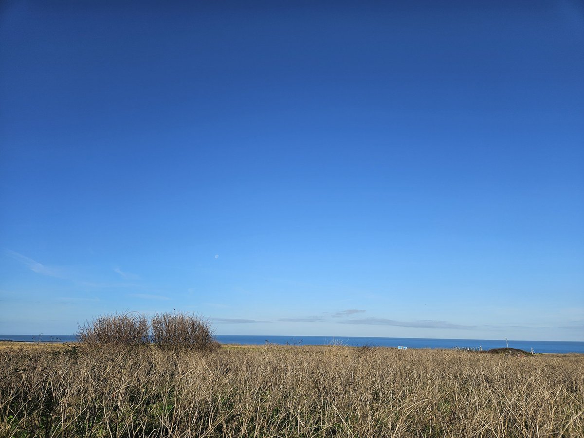 ED Birding tweet media