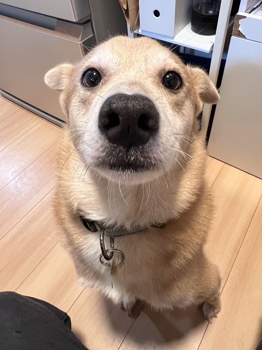 とんすけ (@tonsuke85) / Posts / X とんすけ (@tonsuke85) / Posts / X