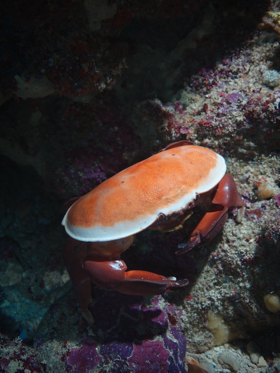 masunaga_gen's tweet image. 久しぶりにハバヒロマンジュウガニに会えた！
めっちゃ好きなカニ♥