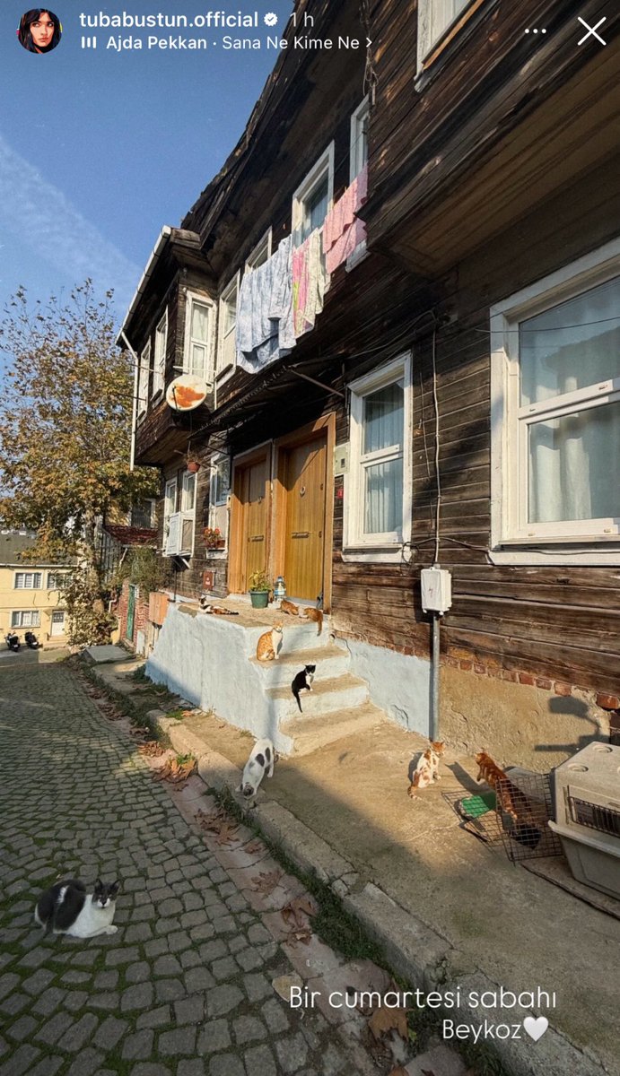 Nihayet Queen #Sultana setten paylaşım yaptı 🫠😍 keşke güzel yüzünü görseydik ama aşko ama olsun 🥹🫰
#TubaBüyüküstün