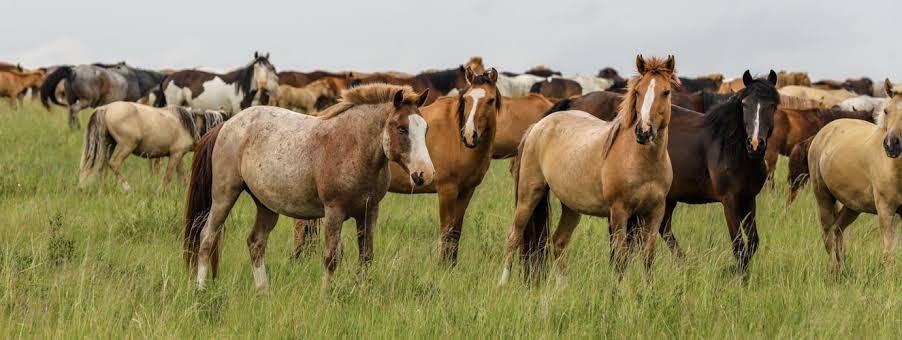 curiosidadafoco's tweet photo. 🏜️ A Mongólia tem uma das menores densidades populacionais do mundo — há mais cavalos que pessoas no país! 🐎
#Mongólia #Curiosidades #Ásia #Cavalos #CulturaNômade https://t.co/7BXu7HIl0y