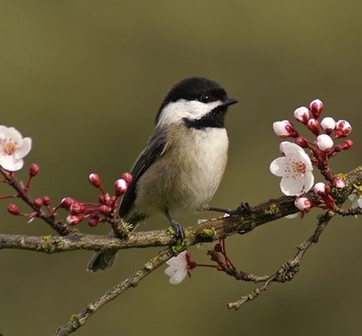 Birds Colour 🕊️ (@birdscolour56) on Twitter photo 