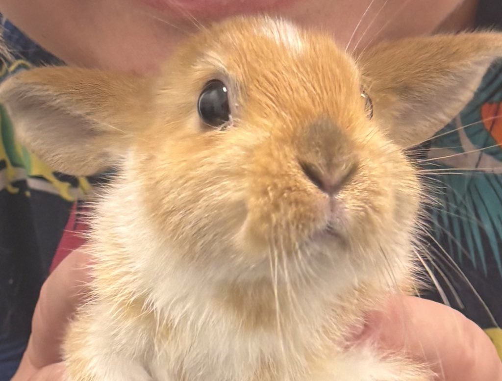 I’m really not feeling great today so might not be on here much. 
Here’s Harry to brighten up your Saturday. Please remember to leave him an emoji a like and maybe a share ❤️❤️